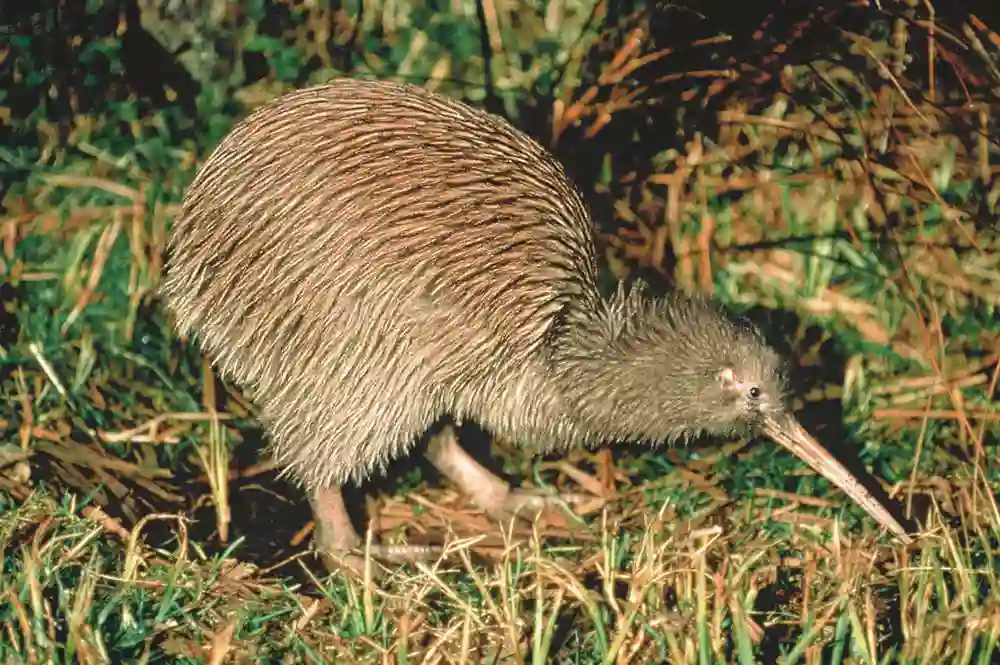 Kiwi fugl, New Zealand