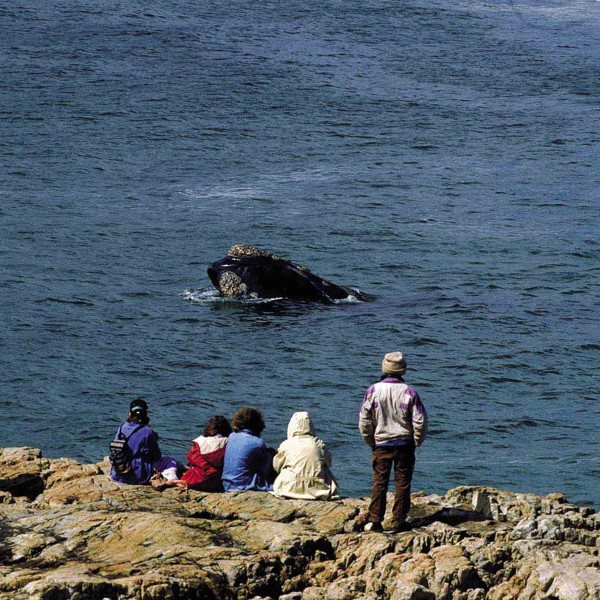 Whale Watching, Sydafrika