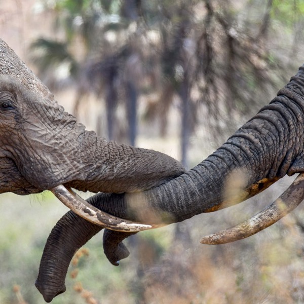 To elefanter i Kenya