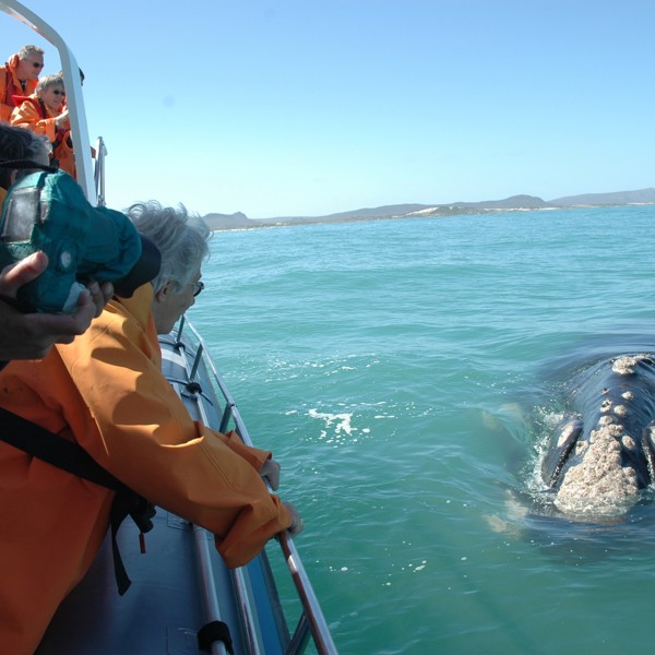 Lodgen ved aftentide, Grootbos, Sydafrika
