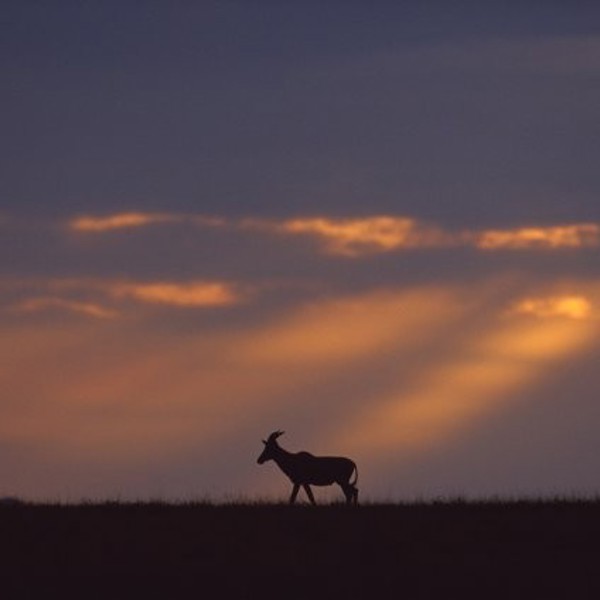 Serengeti sunset