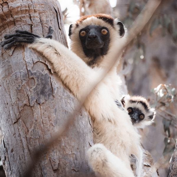 En lemur sidder oppe i et træ