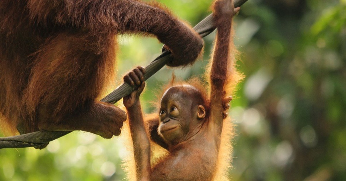 Orangutangunge, Borneo, Malaysia - lille
