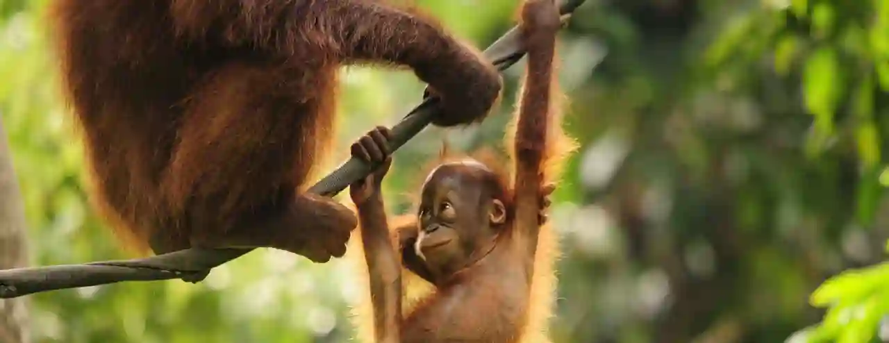 Orangutangunge, Borneo, Malaysia - lille