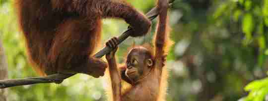 Orangutangunge, Borneo, Malaysia - lille