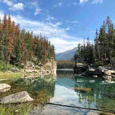 Jasper National Park, sø og skov