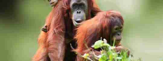 Orangutangmor med unge, Borneo, Malaysia