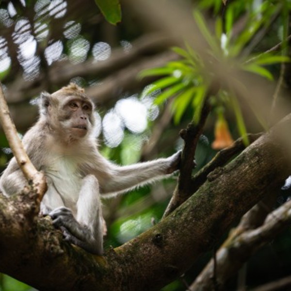 Tamarina golf course, Mauritius