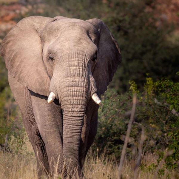 Sydafrika - Mapesu Private Game Reserve