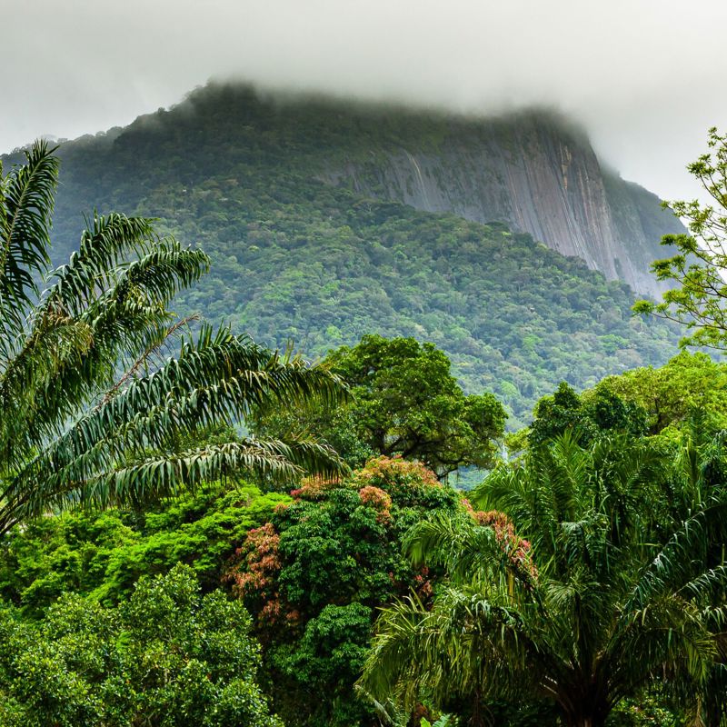 Tijuca skoven i Rio