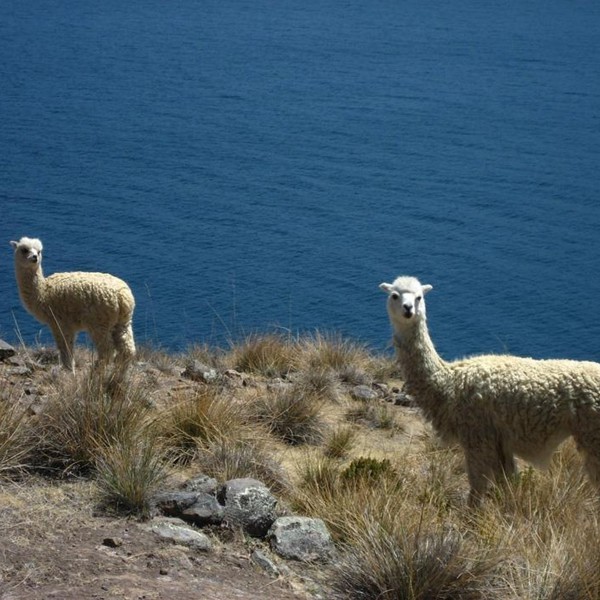 Titicaca søen, Peru
