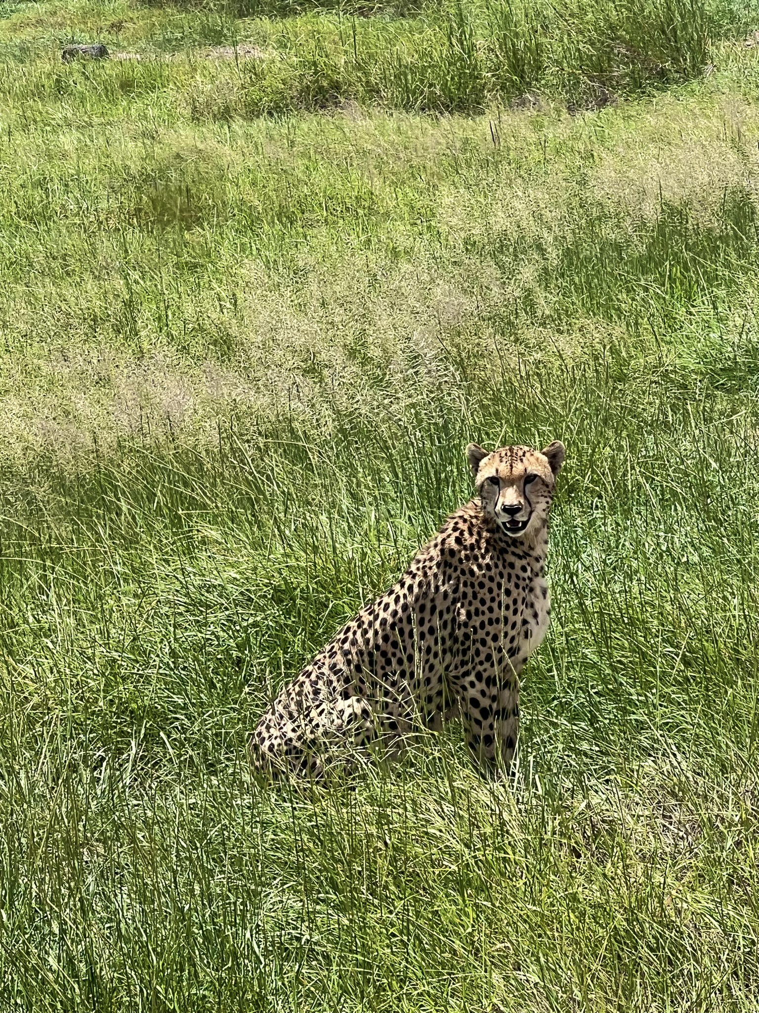 Leopard på den grønne afrikanske savanne