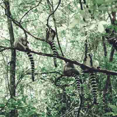 I:\AXUMIMAGES\Afrika\Madagaskar\Ifotaka - lemur