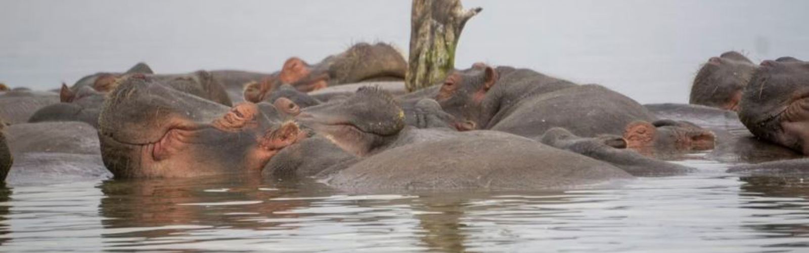 Lake Naivasha Unsplash