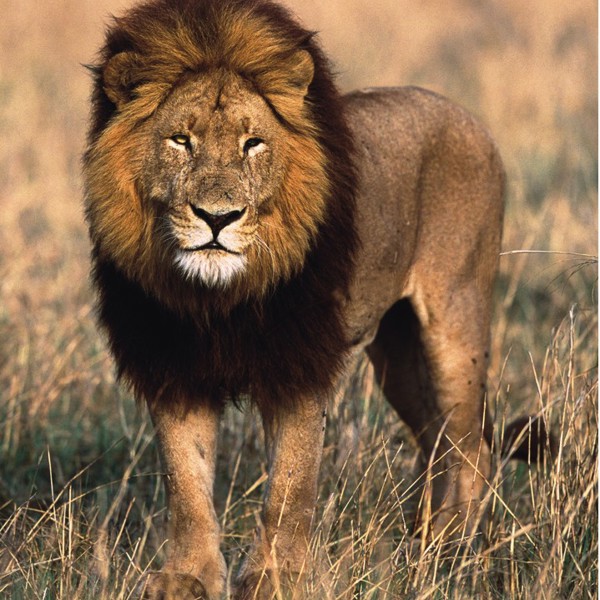 Kafue National Park, Zambia