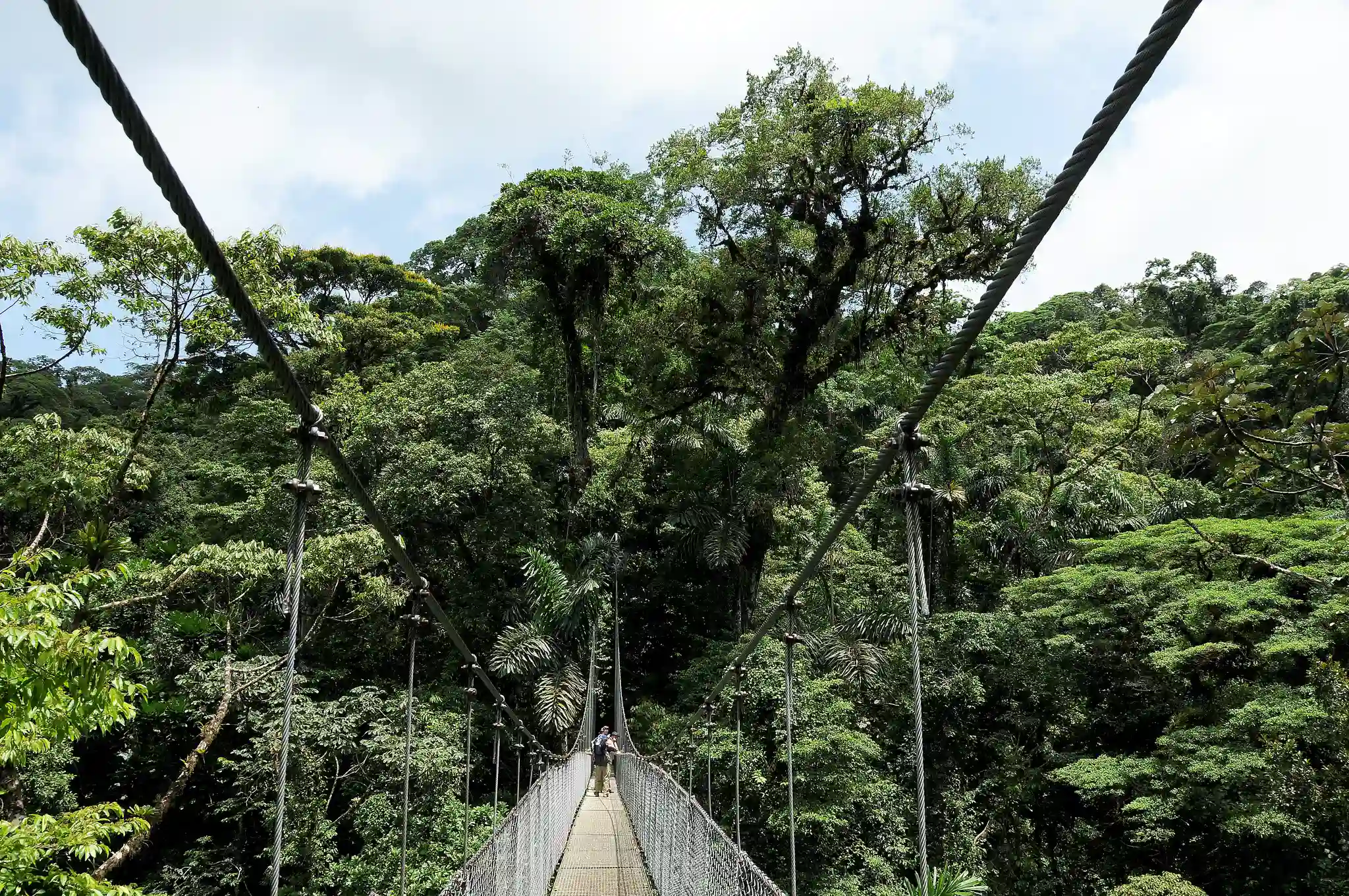 Man ser det hele lidt fra oven fra hængebroerne i Montevedes tågeregnskov, Costa Rica