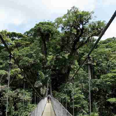 Man ser det hele lidt fra oven fra hængebroerne i Montevedes tågeregnskov, Costa Rica