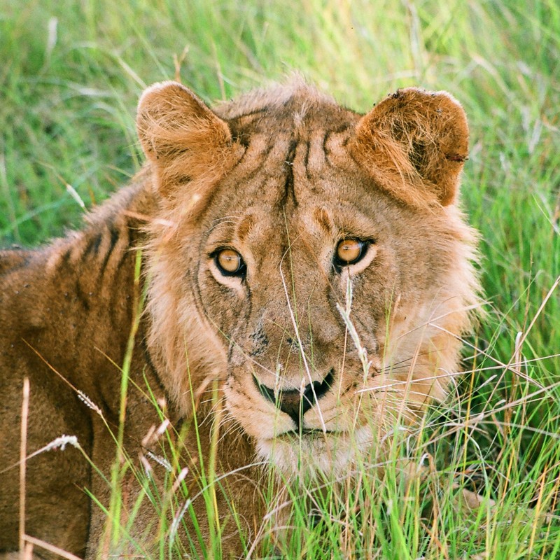 Oplev løver i en Uganda nationalpark
