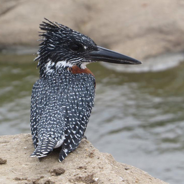 Stornæbet fugl ved Simbavati