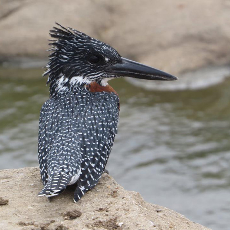 Stornæbet fugl ved Simbavati