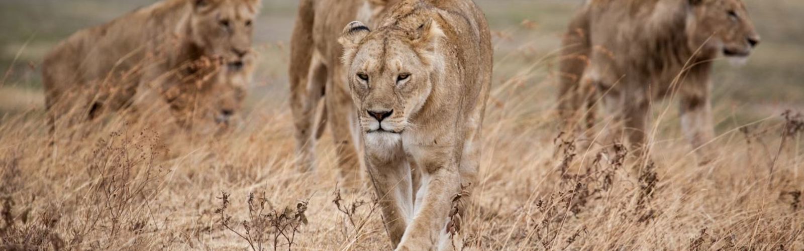 I:\AXUMIMAGES\Afrika\Tanzania\Ngororo Crater\Lions