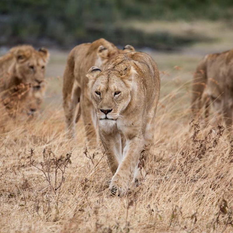 I:\AXUMIMAGES\Afrika\Tanzania\Ngororo Crater\Lions