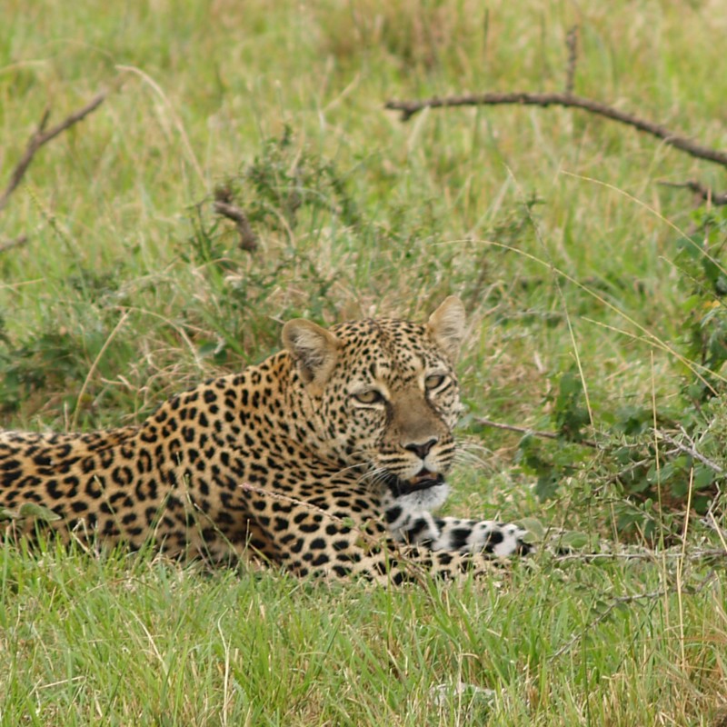 Leopard, Kenya