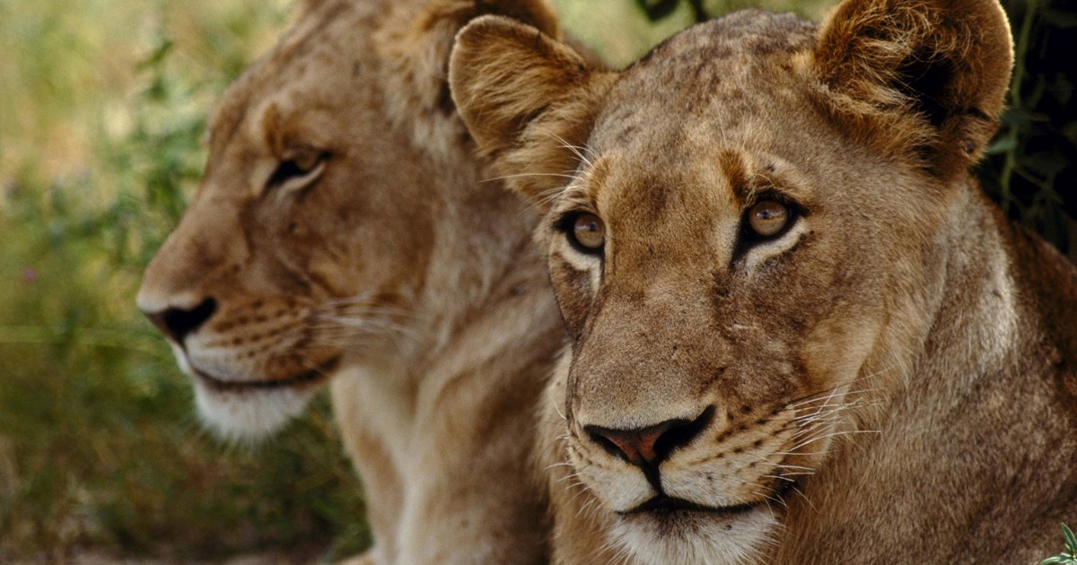 Løvinder, Limpopo, Sydafrika