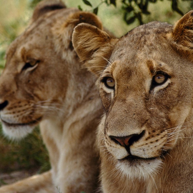 Løvinder, Limpopo, Sydafrika