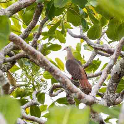 Fugl i træ, Mauritius