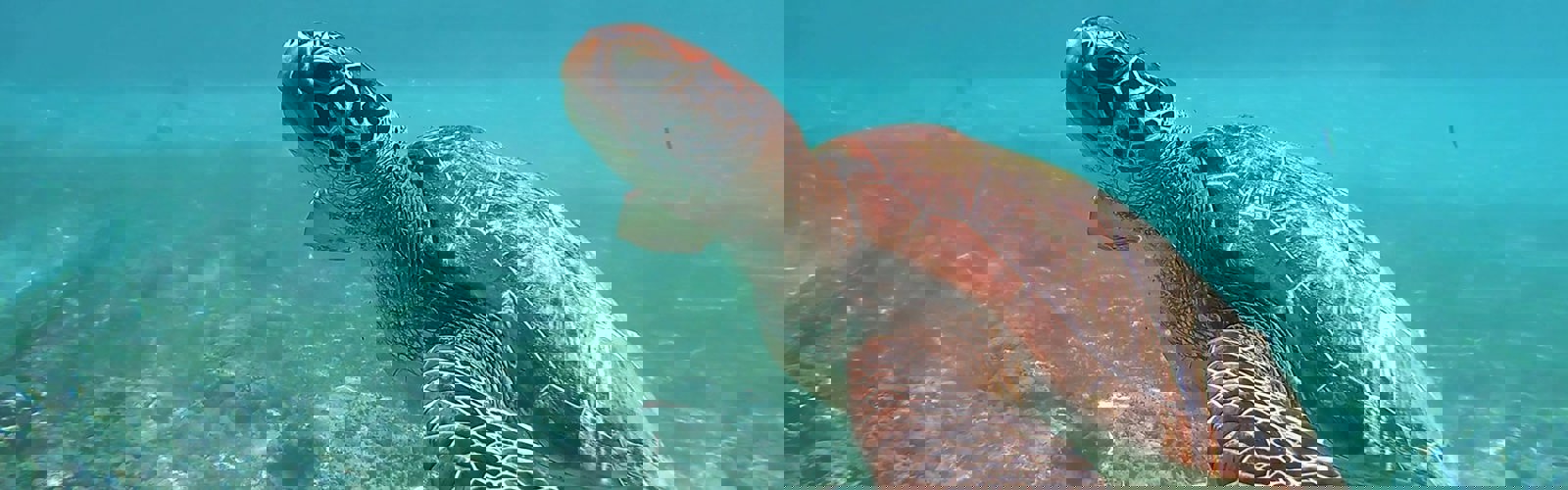 olga-ga-iRgbLpf50IE-unsplash