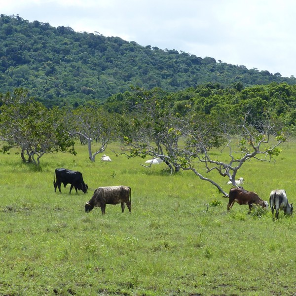 guyana