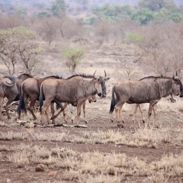 Wildebeets i Okavango deltaet