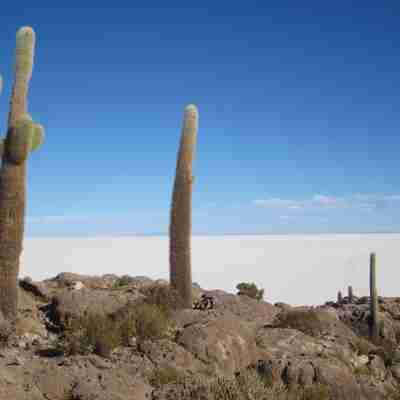Kaktusser i ørkenen