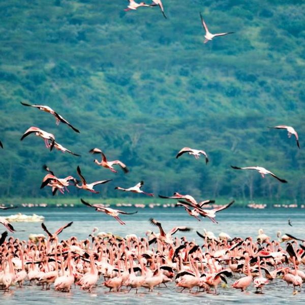 Lake nakuru unsplash