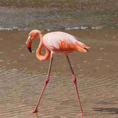 Lyserød flamingo i strandkanten