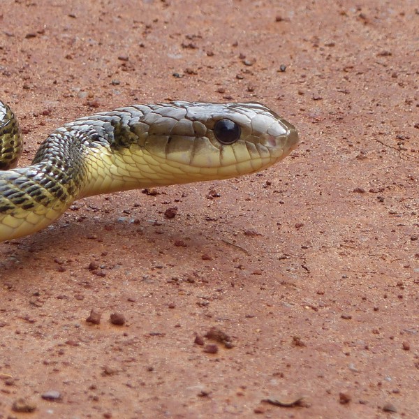 guyana slange
