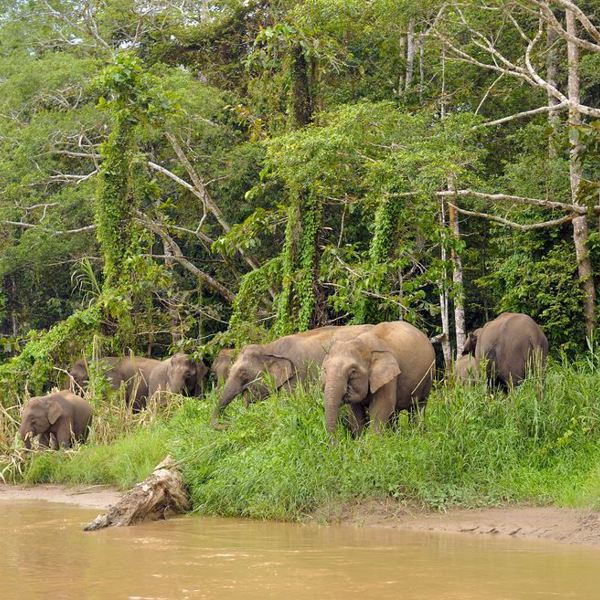 Kinabatangang River - Borneo