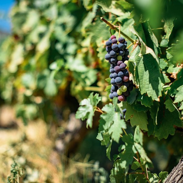 Vinranke, Duoro-dalen