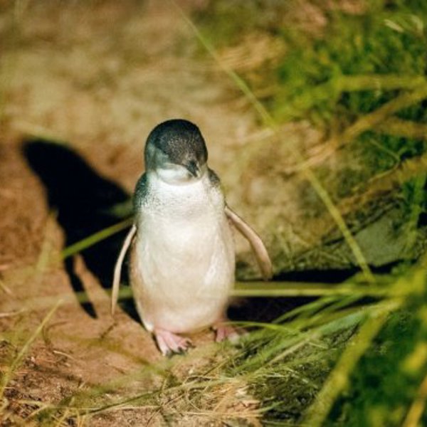 Pingvin pål Philip Island, Australien