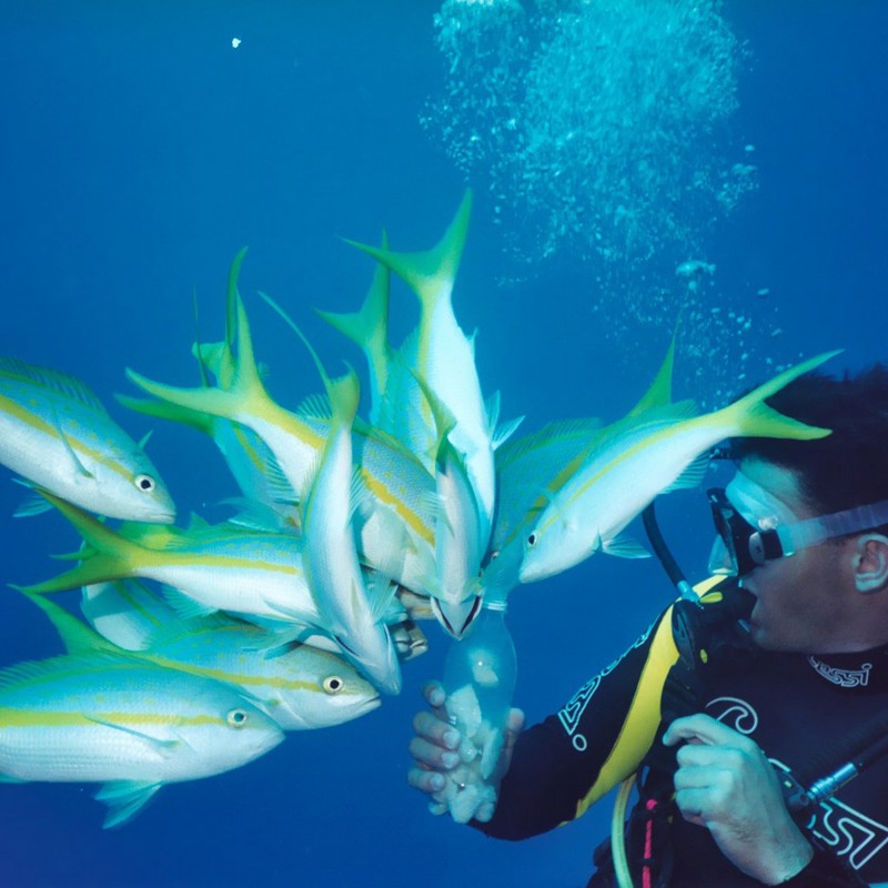 maria la gorda dykning