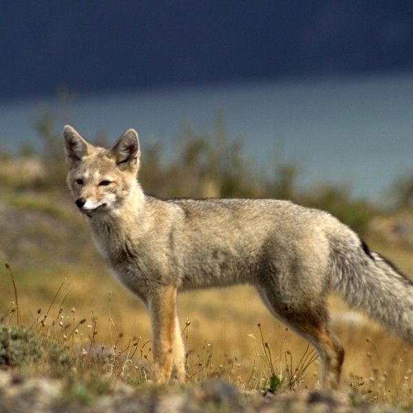 EcoCamp, Patagonien, Chile