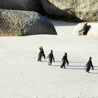 Pingviner, Boulders Beach, Cape Town, Sydafrika