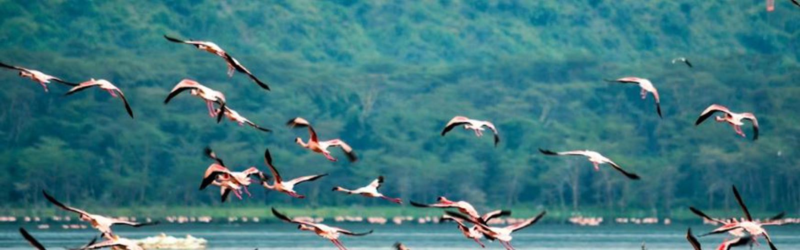 Lake Nakuru Unsplash 1