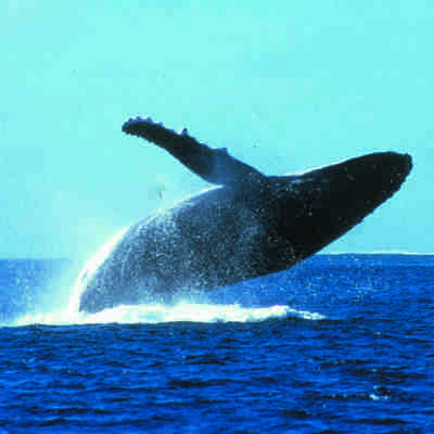 Whale1