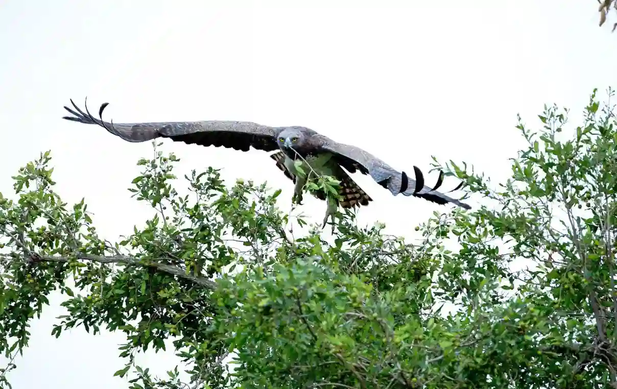 Martial Eagle - Krüger Nationalpark