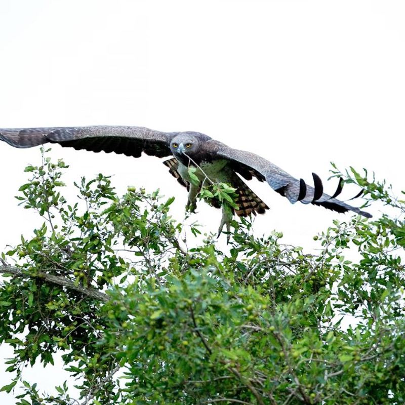 I:\AXUMIMAGES\Pakker på hjemmesiden\Fugletur - Sydafrika\Eagle