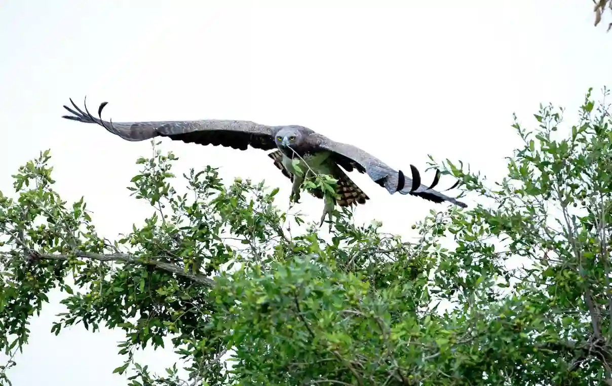 Martial Eagle - Krüger Nationalpark