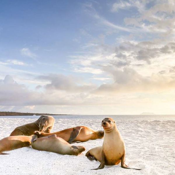 Galapagos - Mosquera Islet - Søløver