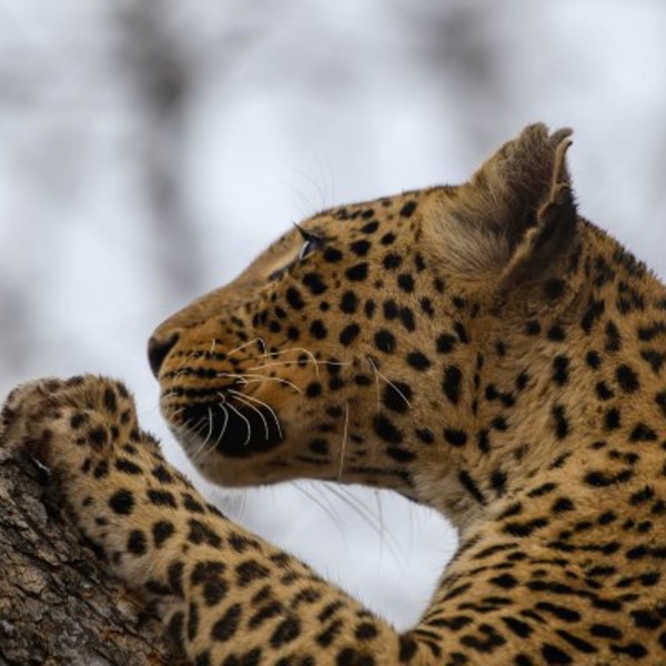 Leopard i Chobe Nationalpark